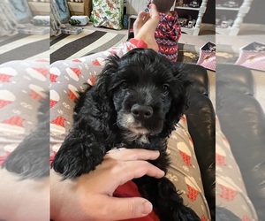 Cocker Spaniel Puppy for sale in ROSSVILLE, IN, USA
