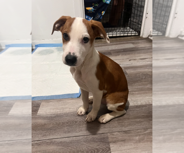 Medium Photo #8 Mutt Puppy For Sale in Brooklyn, NY, USA