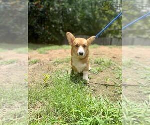 Medium Pembroke Welsh Corgi