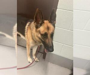 German Shepherd Dog Dogs for adoption in Corpus Christi, TX, USA