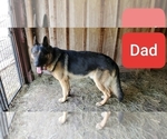 Small Photo #27 German Shepherd Dog Puppy For Sale in COWGILL, MO, USA