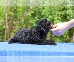 Small #21 Poodle (Toy)