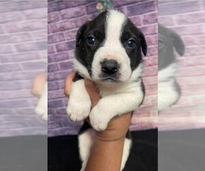 Bulldog-Unknown Mix Dogs for adoption in Lakewood, CO, USA