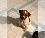 Small American Pit Bull Terrier-Bulldog Mix