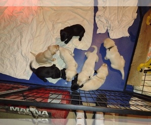 Labrador Retriever Puppy for sale in DEARBORN HEIGHTS, MI, USA