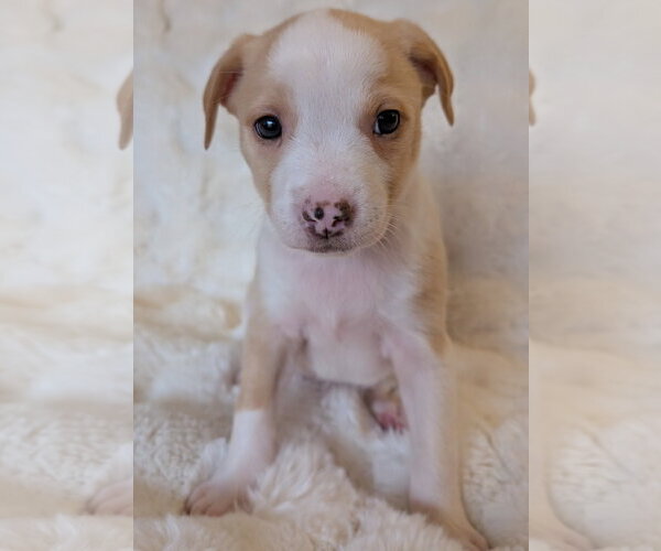 Medium Photo #8 Mutt Puppy For Sale in Brooklyn Center, MN, USA