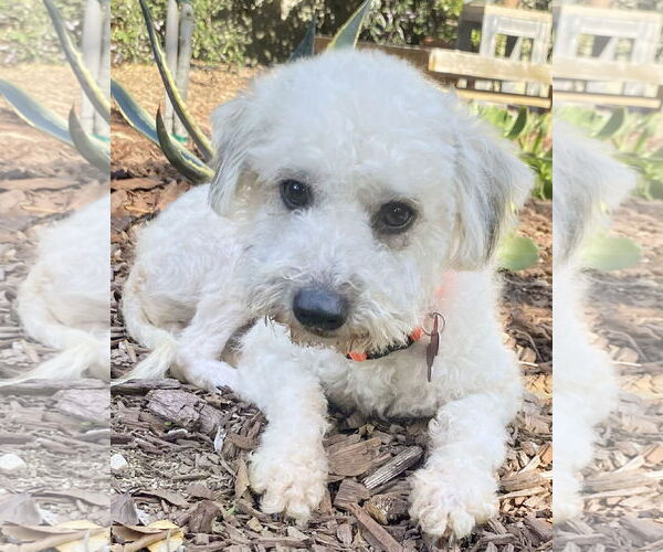 Medium Photo #1 Poodle (Miniature)-Unknown Mix Puppy For Sale in Corona, CA, USA