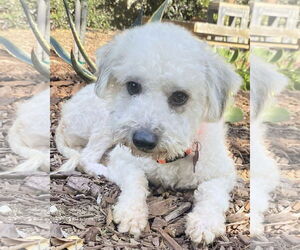 Poodle (Miniature)-Unknown Mix Dogs for adoption in Corona, CA, USA