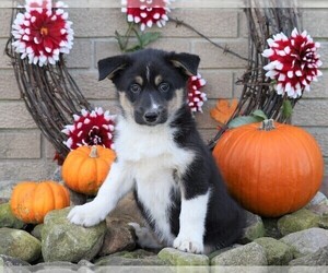 Australian Shepherd-Siberian Husky Mix Puppy for sale in FREDERICKSBG, OH, USA