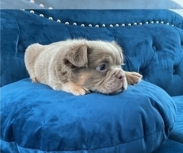 Medium Photo #24 English Bulldog Puppy For Sale in MOUNT VERNON, AL, USA