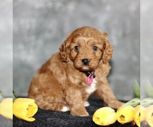 Cane Corso Puppy for sale in PARKESBURG, PA, USA