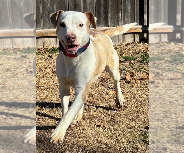 Medium Photo #6 Mutt Puppy For Sale in Great Bend, KS, USA