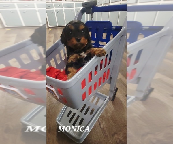 Medium Photo #1 Cavapoo (Miniature) Puppy For Sale in WENTWORTH, MO, USA