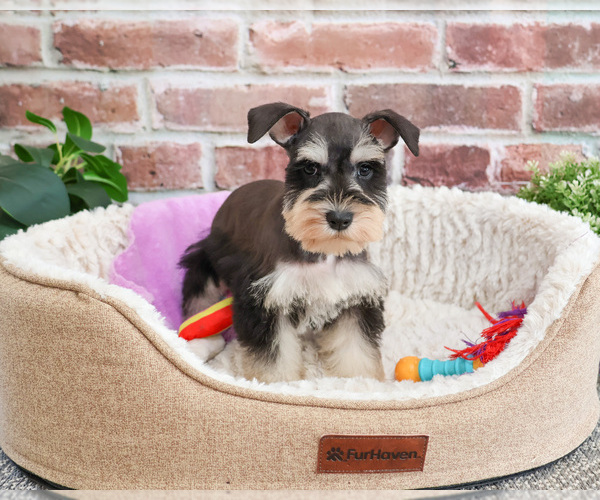 Medium Photo #11 Schnauzer (Miniature) Puppy For Sale in SYRACUSE, IN, USA