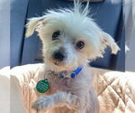 Small Maltese Mix