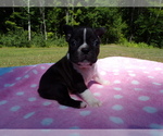 Small Photo #19 Boston Terrier Puppy For Sale in MONROE, NH, USA
