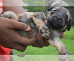 Small Photo #20 Goldendoodle Puppy For Sale in COVINGTON, GA, USA