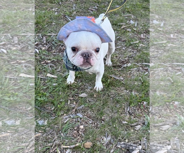 Medium Photo #5 French Bulldog Puppy For Sale in Duluth, MN, USA