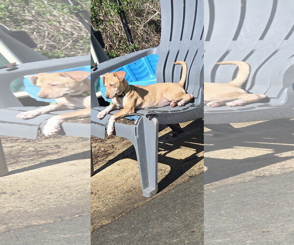 Medium Photo #8 Chihuahua-Unknown Mix Puppy For Sale in NYC, NY, USA