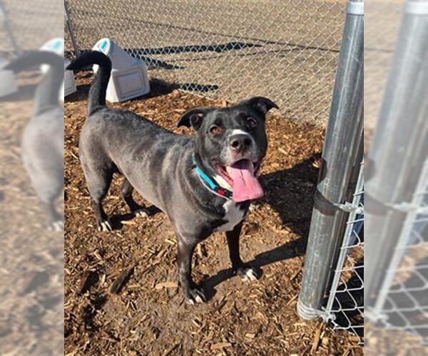 Medium Photo #1 Labrador Retriever-Unknown Mix Puppy For Sale in Denver, CO, USA