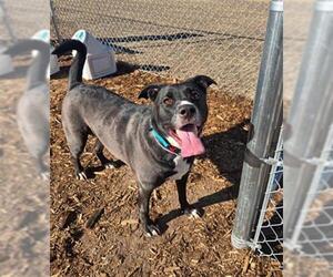 Labrador Retriever-Unknown Mix Dogs for adoption in Denver, CO, USA