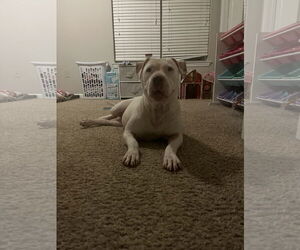 Sadie Mae - Female American Staffordshire Terrier-Bullmastiff Mix Dog for Adoption - Photo #8