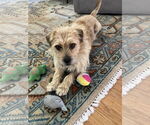 Small #1 Mutt
