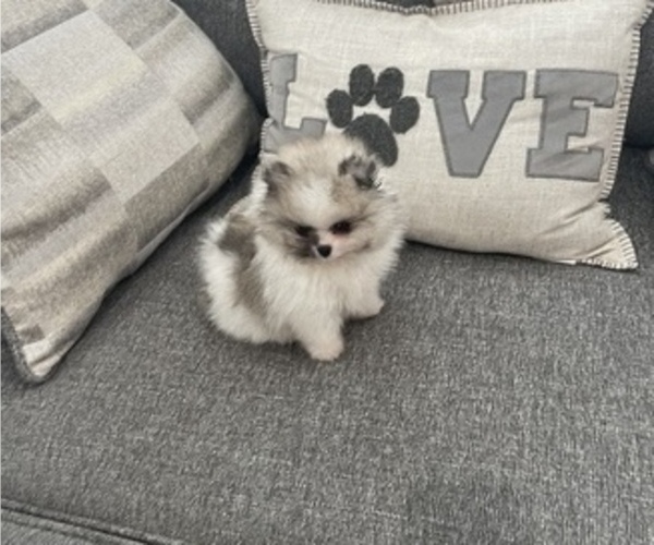 Medium Photo #6 Pomeranian Puppy For Sale in LYONS, GA, USA