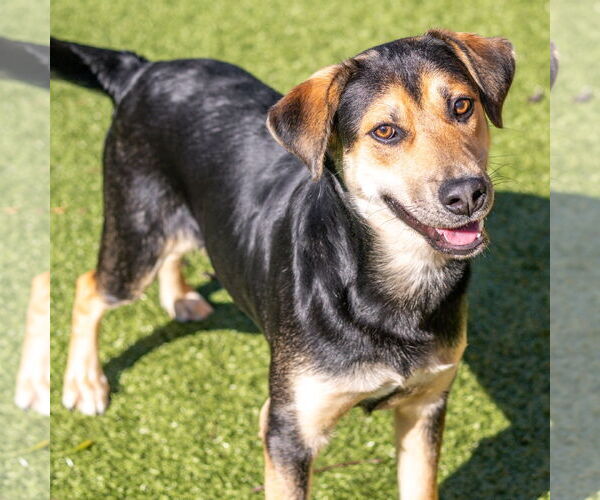 Medium Photo #3 Mutt Puppy For Sale in Hilton Head, SC, USA