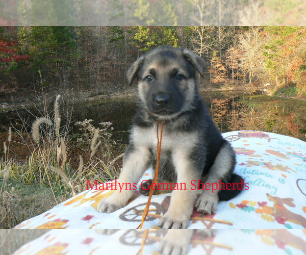 Medium Photo #6 German Shepherd Dog Puppy For Sale in PIEDMONT, MO, USA