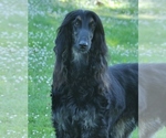 Small Photo #5 Afghan Hound Puppy For Sale in WINSTON, OR, USA