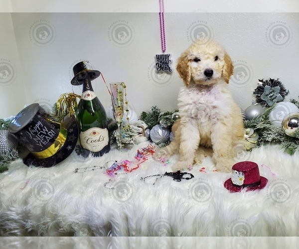 Medium Photo #1 Goldendoodle Puppy For Sale in COLLEGE STATION, TX, USA