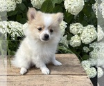 Small #2 Pomeranian
