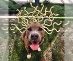 Small #5 American Pit Bull Terrier Mix