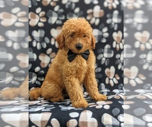 Goldendoodle Puppy for sale in COCHRANVILLE, PA, USA