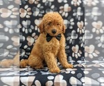 Small Photo #1 Goldendoodle Puppy For Sale in COCHRANVILLE, PA, USA