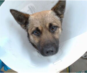 German Shepherd Dog-Unknown Mix Dogs for adoption in Downey, CA, USA