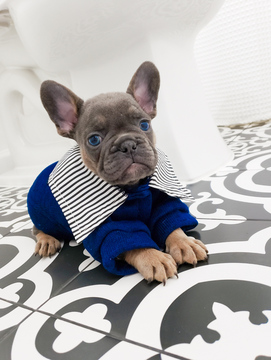 Medium Photo #22 French Bulldog Puppy For Sale in MARYSVILLE, WA, USA