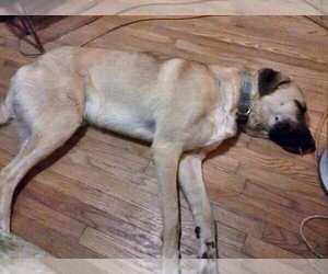 Anatolian Shepherd Dogs for adoption in INDEPENDENCE, MO, USA