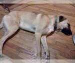 Small Photo #1 Anatolian Shepherd Puppy For Sale in INDEPENDENCE, MO, USA