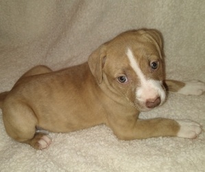 American Staffordshire Terrier Puppy for Sale in NEWLAND, North Carolina USA