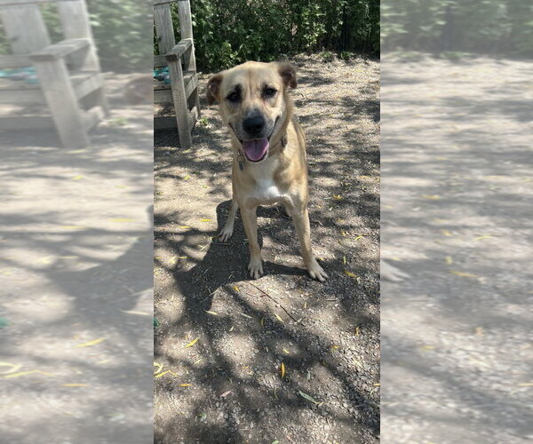 Medium Photo #2 Mutt Puppy For Sale in Elmsford, NY, USA