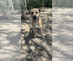 Small #1 Mutt
