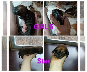 Basset Hound Puppy for sale in BULLS GAP, TN, USA
