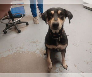 Black and Tan Coonhound Dogs for adoption in Ocala, FL, USA
