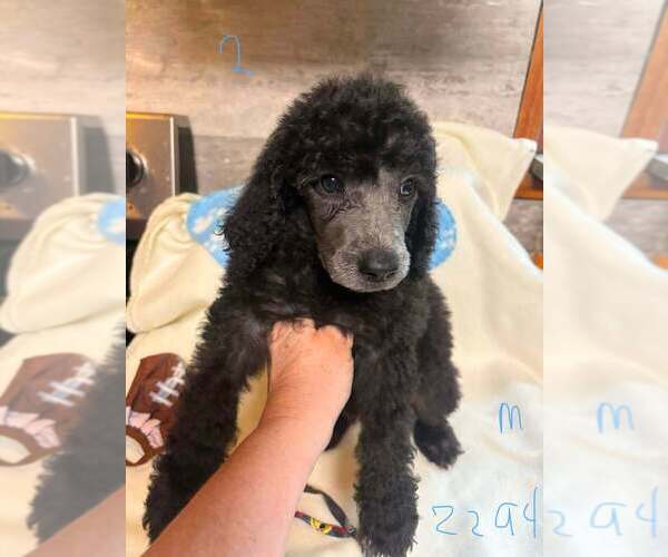Medium Photo #1 Poodle (Standard) Puppy For Sale in DUNNELLON, FL, USA