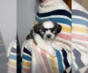 Zuchon Puppy for sale in LAMARD, IL, USA