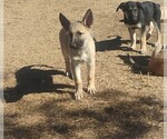 Puppy Augustus German Shepherd Dog