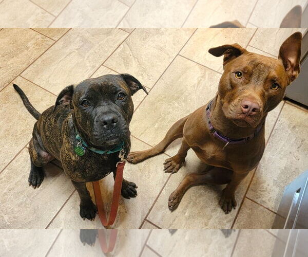Medium Photo #3 American Staffordshire Terrier-Boxer Mix Puppy For Sale in Arlington, VA, USA