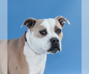 Boxer-Unknown Mix Dogs for adoption in Pasadena, CA, USA